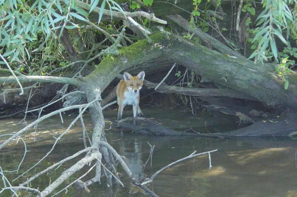 Vos in de Biesbosch
Foto: Peter Gevers