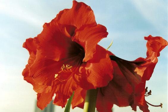 Amaryllis
foto: Joke Tacoma
Klik voor groter...