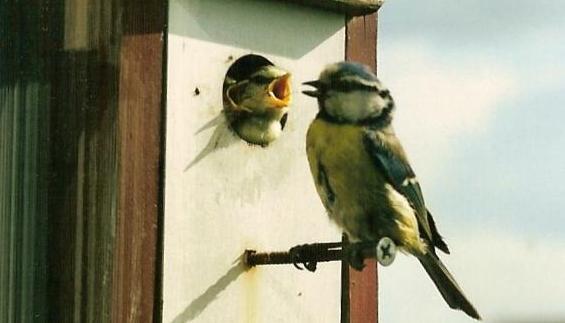 Vogelhuisje
foto: Joke Tacoma
Klik hier voor groter...