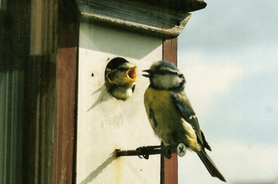 Vogelhuisje, foto Joke Tacoma